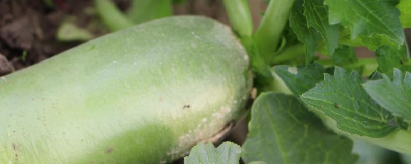 青萝卜种植时间和方法(山东青萝卜种植时间和方法)