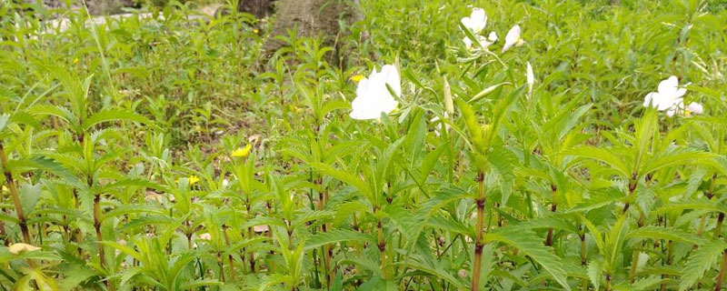 地笋的种植全过程（地笋的种植方法）