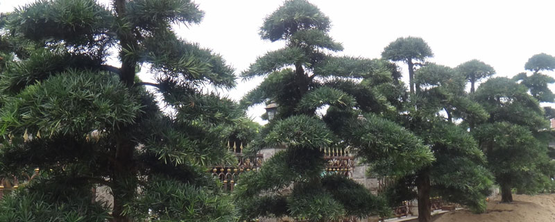 罗汉松种子种植方法 罗汉松种子种植方法视频