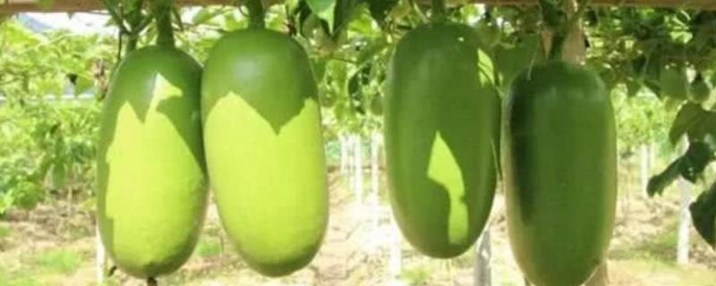 南美洲火腿瓜种植方法（火腿瓜的种植技术）