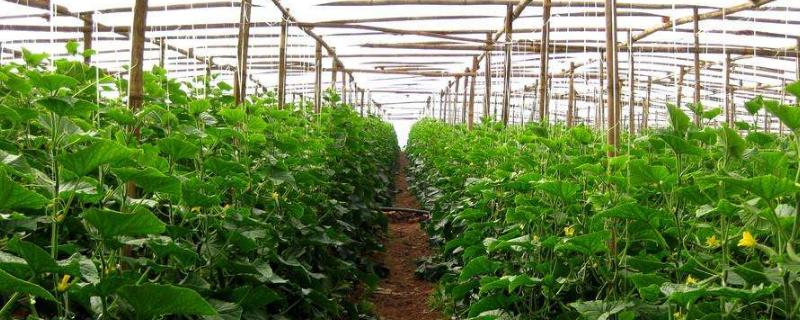 立体种植蔬菜技术 立体种植蔬菜技术视频