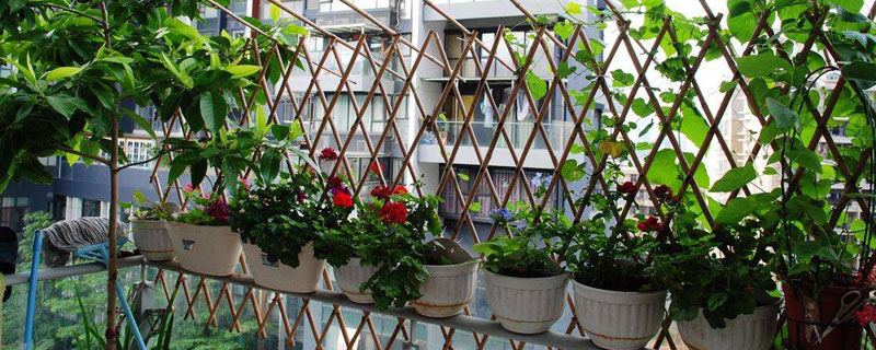 花的种植方法 大丽花的种植方法