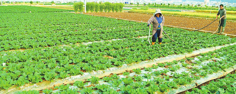 各种蔬菜的种植时间,蔬菜分为喜热型、喜寒型和耐寒型