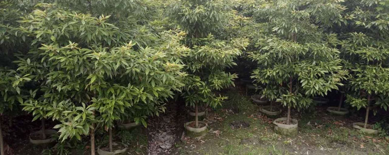 树苗种植方法 蓝宝石葡萄树苗种植方法