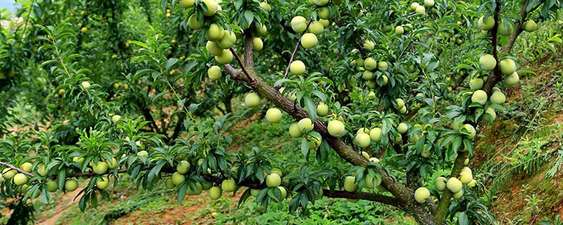 蜂糖李种植对海拔要求 蜂糖李种植海拔高度