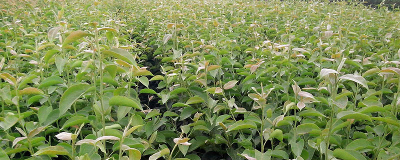 梨树苗什么时候种植较好（梨树苗什么季节栽种）