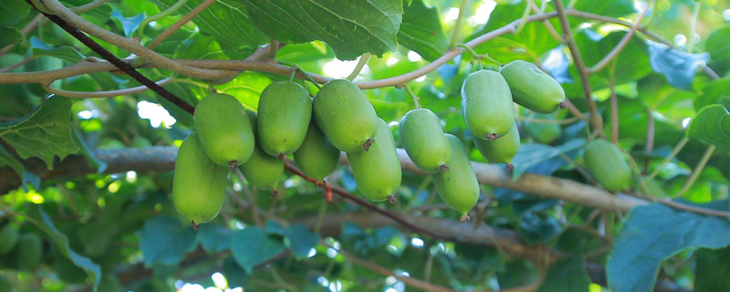 软枣猕猴桃山地人工栽培技术与管理 软枣猕猴桃人工栽培技术要点