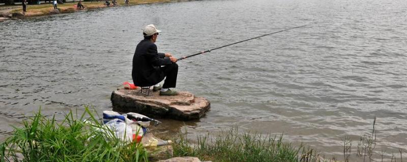 猪母乳钓鲫鱼配方，可以钓罗非鱼吗（猪母乳钓罗非鱼量怎么用）