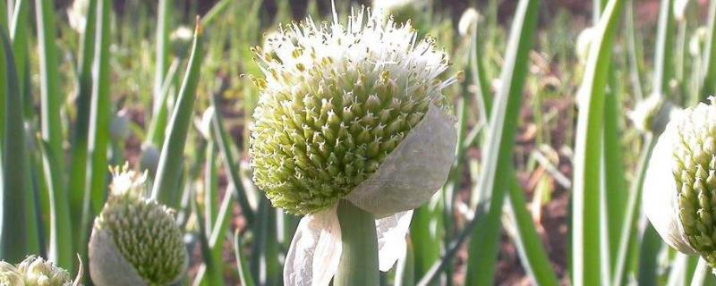 葱子怎么种植方法和时间 葱栽子种植方法和时间