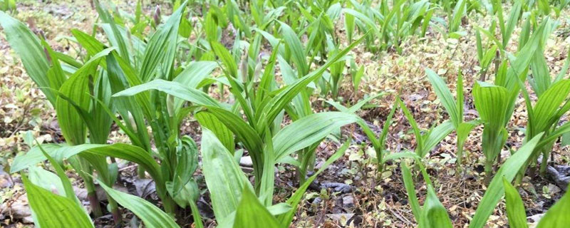 怎样种植白芨（怎样种植白芨种子）