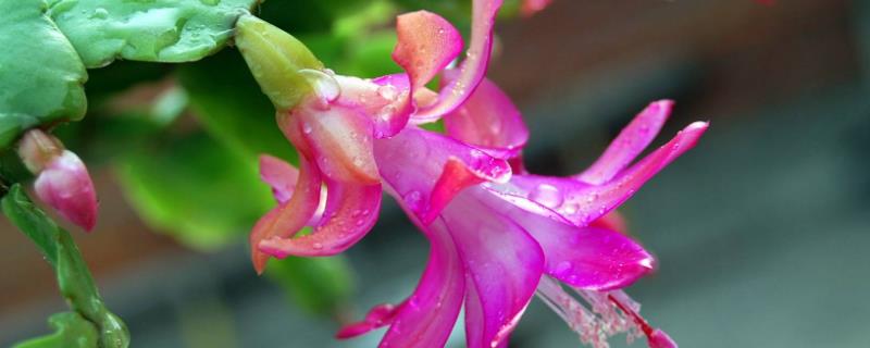 嫁接蟹爪兰的养殖方法和注意事项 仙人掌嫁接蟹爪兰的养殖方法和注意事项