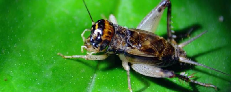 蟋蟀把卵产在哪里，蟋蟀吃什么东西（蟋蟀怎么从卵壳里出来）