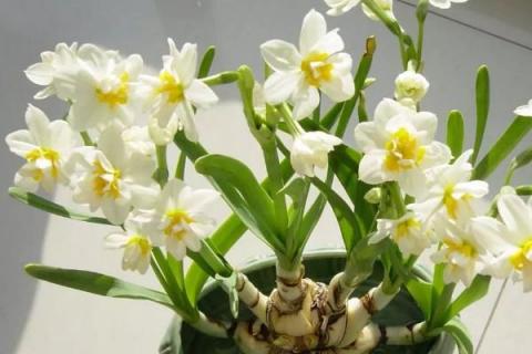 水仙花的种植步骤,5个步骤轻松学会种水仙花