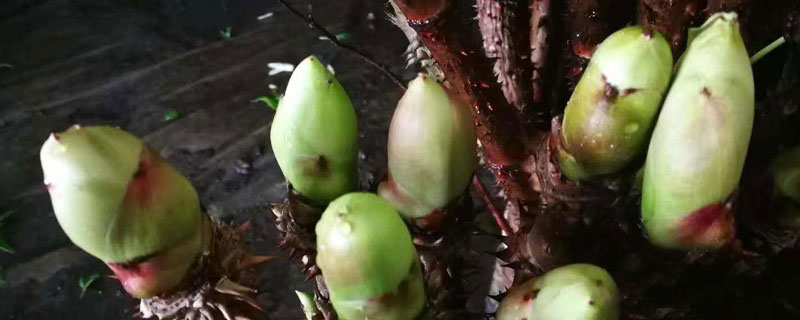 刺龙苞怎么种植 刺龙苞怎么种植技术