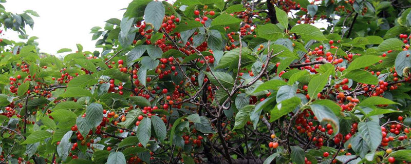 樱桃树卷叶的治疗方法（樱桃树叶卷曲解决办法）