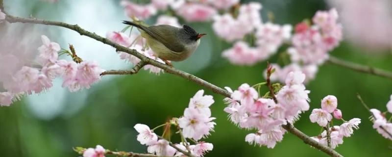 樱花病虫害症状与防治（樱花主要病虫害）