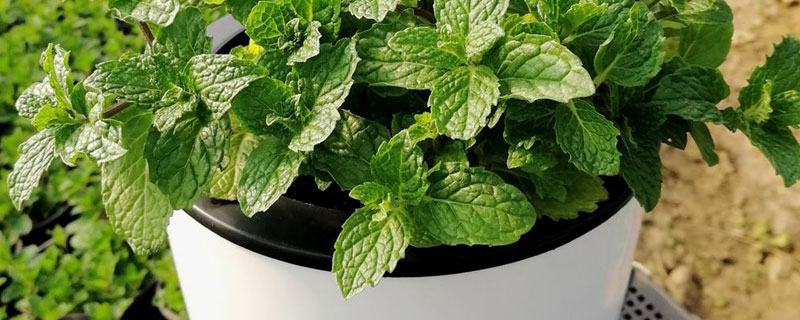 盆栽薄荷的养殖方法和注意事项 盆栽薄荷的养殖方法和注意事项 薄荷怎么养