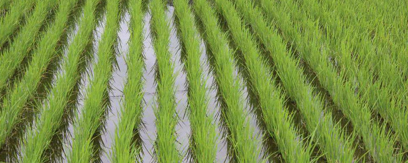 怎样育秧苗？5种育秧法介绍（育秧方法主要有）