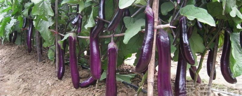 嫁接茄子技术，附操作流程（嫁接茄子种植管理技术）