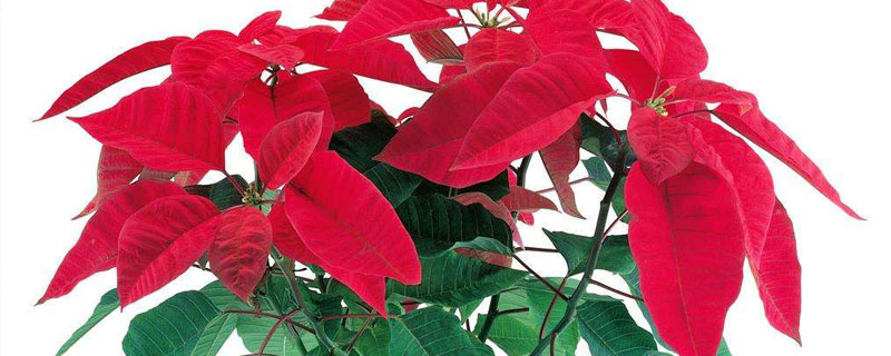 万年红图片与养殖方法 万年红怎么养殖方法图片