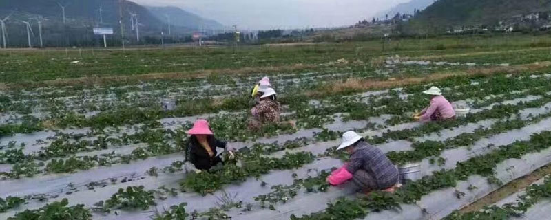 露天草莓几月份种植 露天草莓什么时候种植