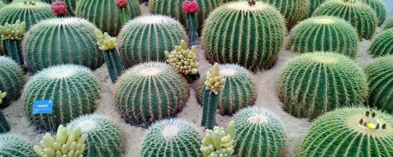 仙人球的养殖方法和注意事项(室内仙人球的养殖方法和注意事项)