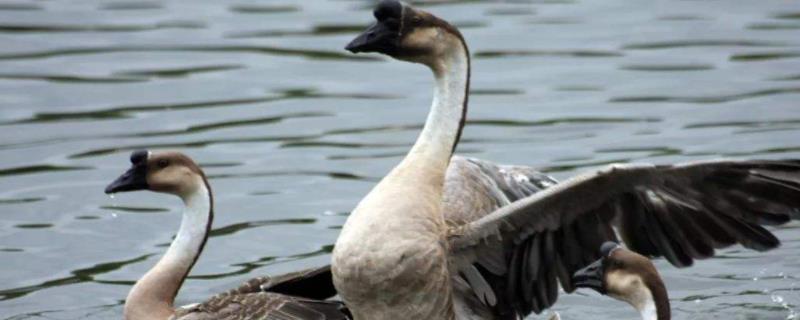 鹅头上有包和没包的区别,鹅头上的包长出来要多久