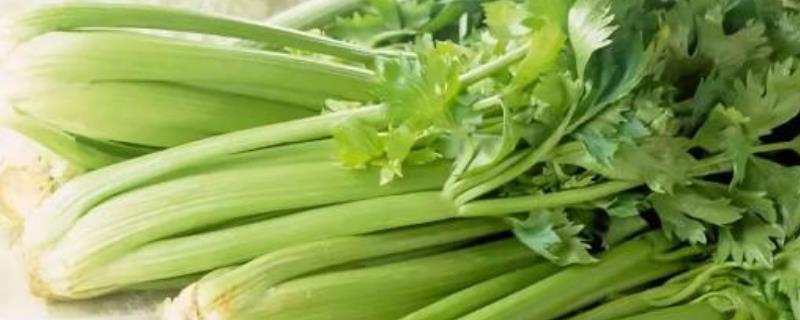 芹菜种植时间及方法（芹菜种植技术和种植时间农广天地）
