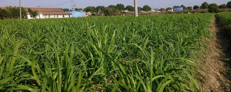 老韭菜几月移栽 老韭菜几月移栽最好