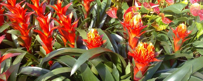 鸿运当头应该怎么养殖（鸿运当头怎么养殖?）