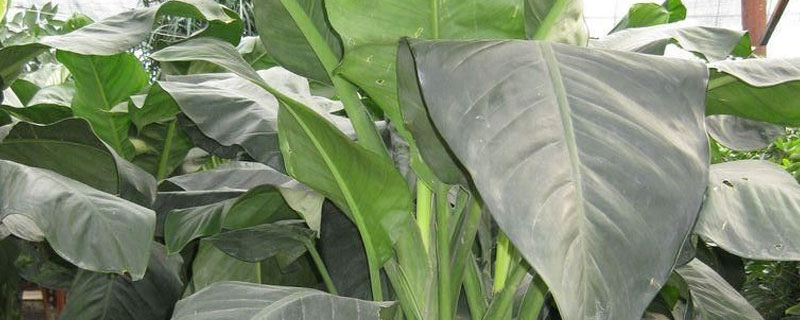 霸王玉的养殖方法 霸王花盆栽养殖方法