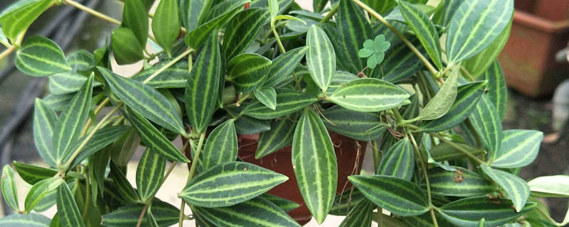 钻石翡翠的养殖方法和注意事项 翡翠珠的养殖方法和注意事项