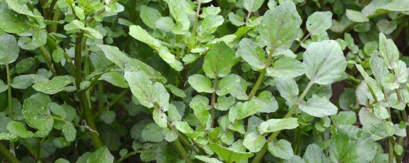 西洋菜种植时间和方法（西洋菜种植时间和方法亩产）