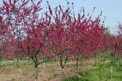 桃树全年用药管理技术