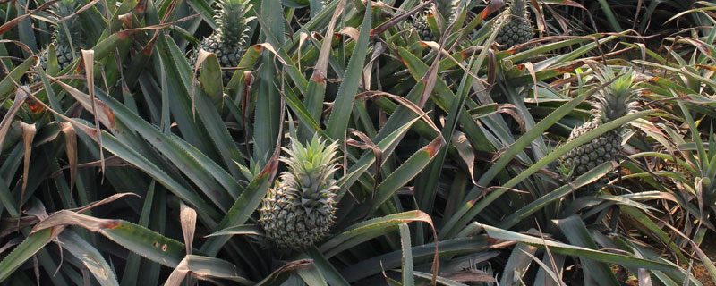 菠萝养殖方法（菠萝怎么养殖的）