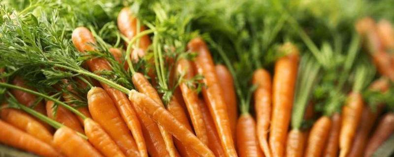 胡萝卜怎么种植,附种植方法
