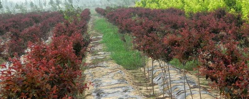 红叶李种植方法 红叶李栽植技术