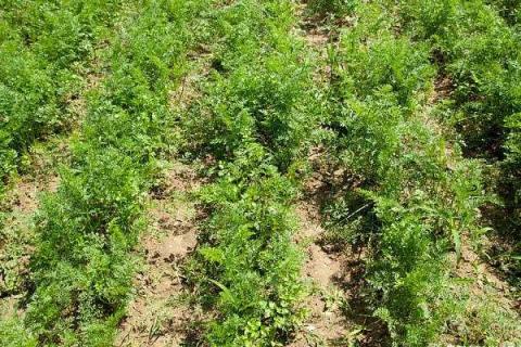 胡萝卜怎么种植,附种植方法