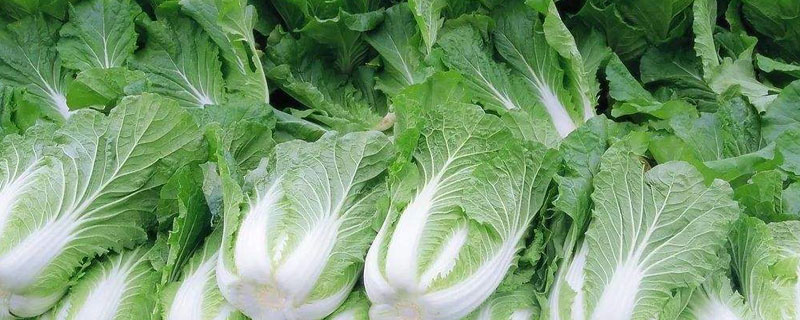春白菜种植技术 春白菜的高产栽培技术