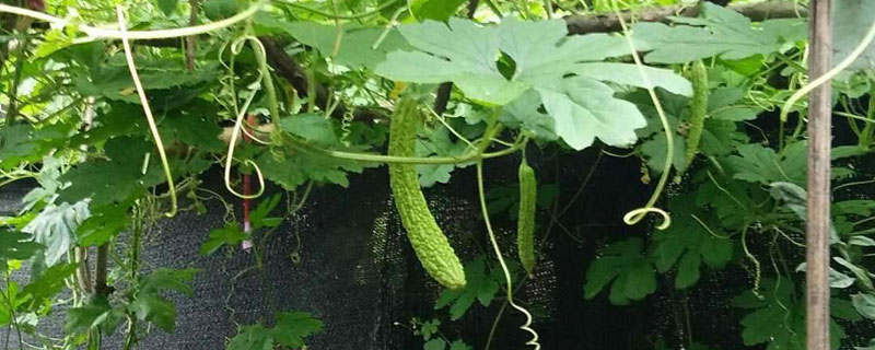 苦瓜种植时间及技术要点（苦瓜种植时间及方法）