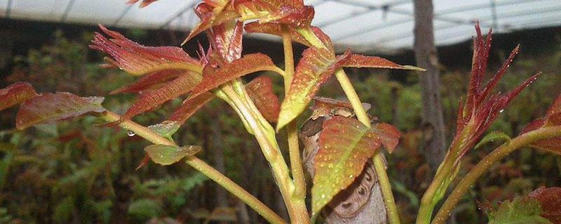 大棚香椿树的种植方法（香椿苗大棚种植方法）