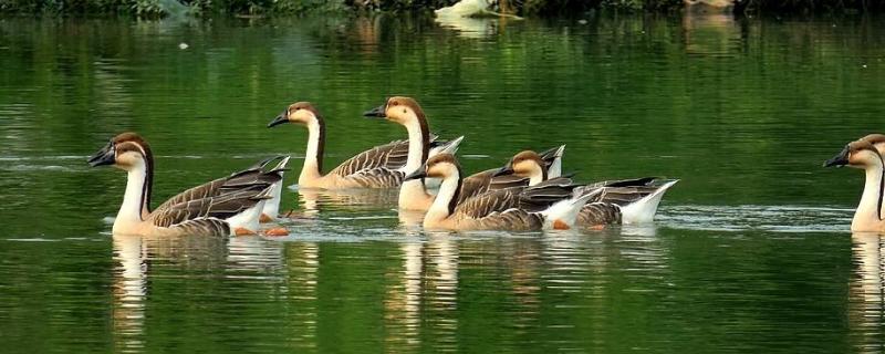 雁鹅与家鹅的区别,雁鹅会不会飞