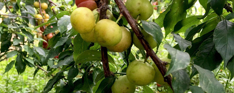 李子种子怎么种植苗（李子树种子怎么种植）