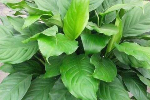 万年青的养殖方法和注意事项