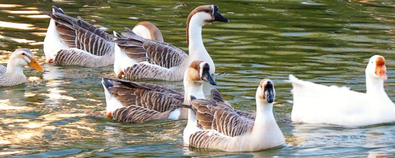 鸭跟鹅的区别，附鸭子的养殖方法（鸭和鹅有什么一样）