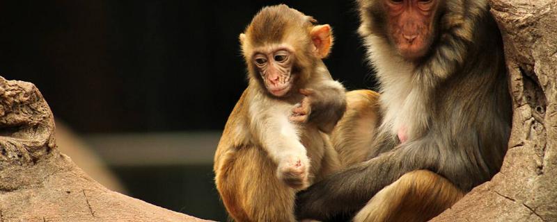 猴子的繁殖过程，附繁殖周期 猴子每年繁殖几次