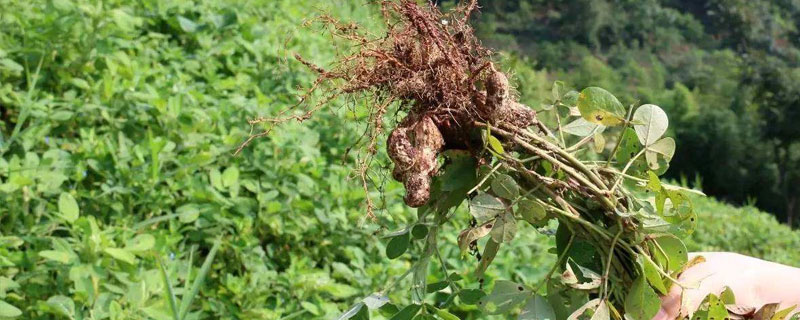 花生种植时间和生长期（四川花生种植时间和生长期）