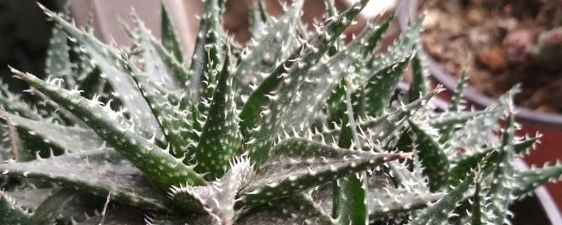 雪花芦荟的养殖方法（雪花芦荟怎么养）