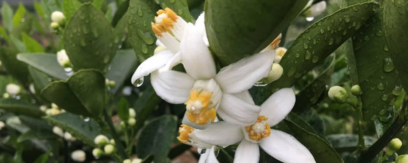 柑橘保花保果的措施有哪些 柑橘保花保果什么时间用最好