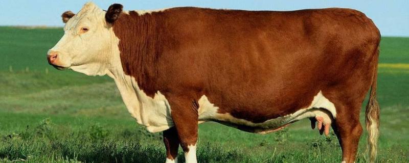 养牛口蹄疫怎么预防,是什么原因导致的